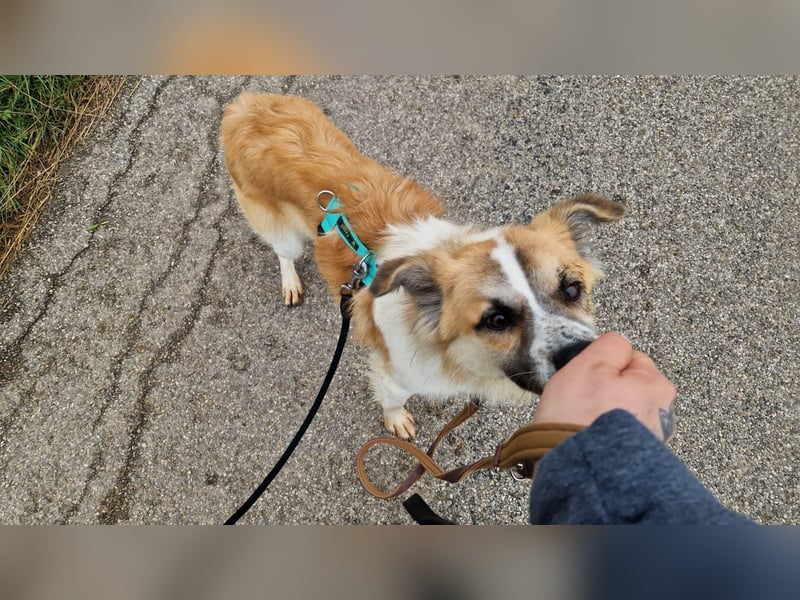 ROMEO – der kleine Charmeur mit großem Herzen sucht seine Lieblingsmenschen