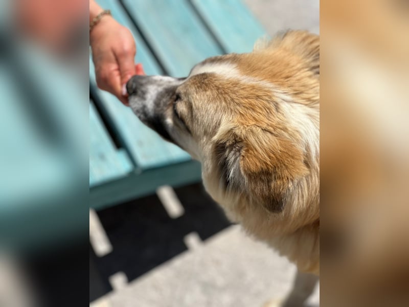 ROMEO – der kleine Charmeur mit großem Herzen sucht seine Lieblingsmenschen