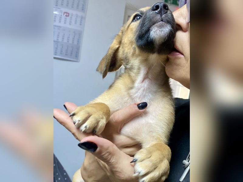 Wie wem darf Welpenmädchen Winnie ankommen?