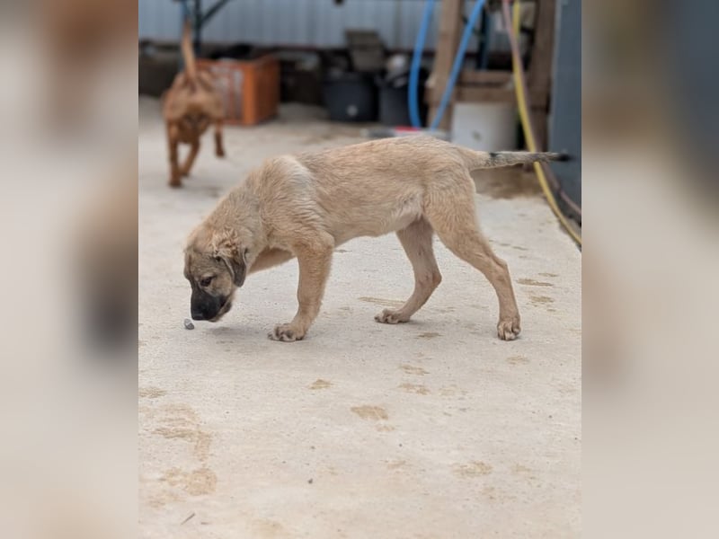 Liebes Welpenmädchen Yuba sucht ihre Menschen 