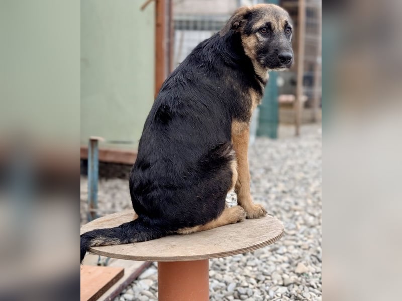 Schmusiges Welpenmädchen Alma ♥️