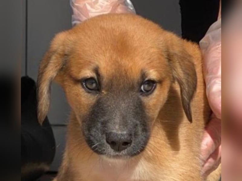 Welpenbub Mocca möchte gerne eine Familie ♥️