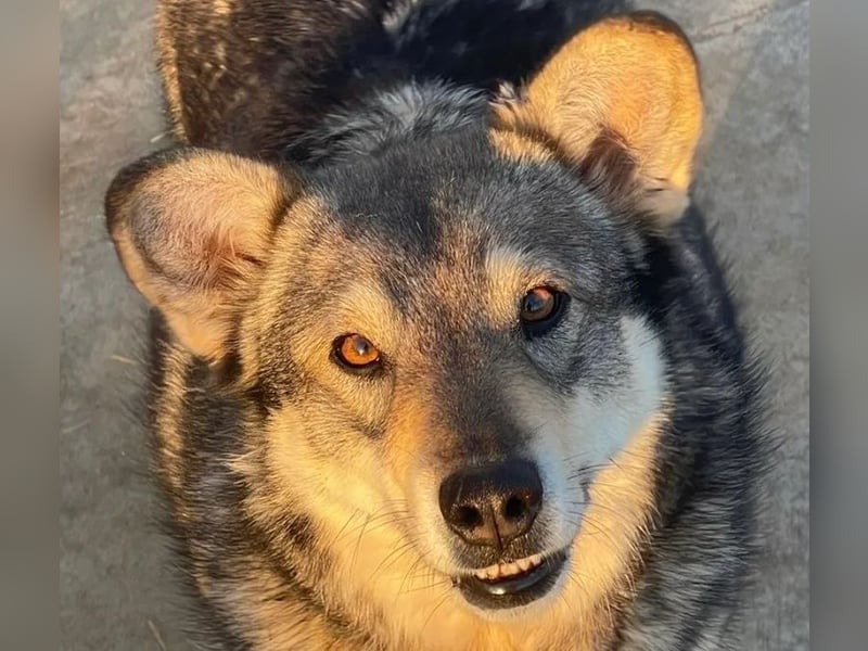 Lotti - zarte Seele sucht ihre Menschen ❤️