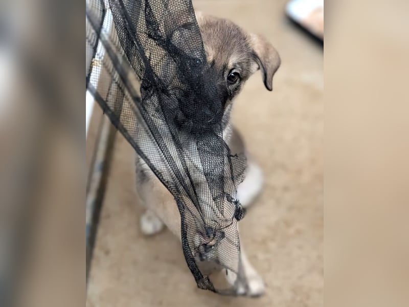 Schelmische, fröhliche Skadi sucht  ♥️