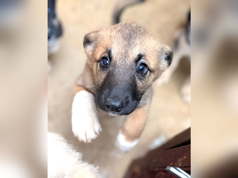 Fröhlicher Sonnenschein Lisa sucht ihre Sonne!