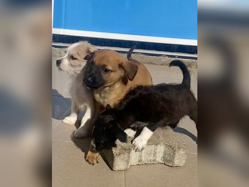 Wie wem darf Welpenmädchen Winnie ankommen?