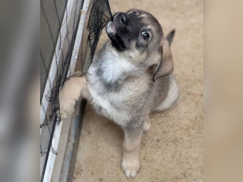 Schelmische, fröhliche Skadi sucht  ♥️