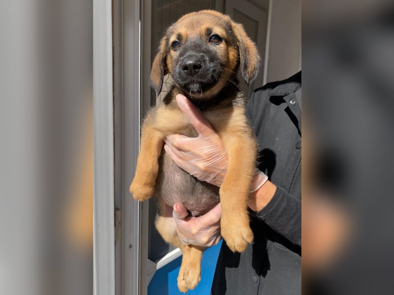 Welpenbub Carlchen liebt Menschen. Wo sind seine?