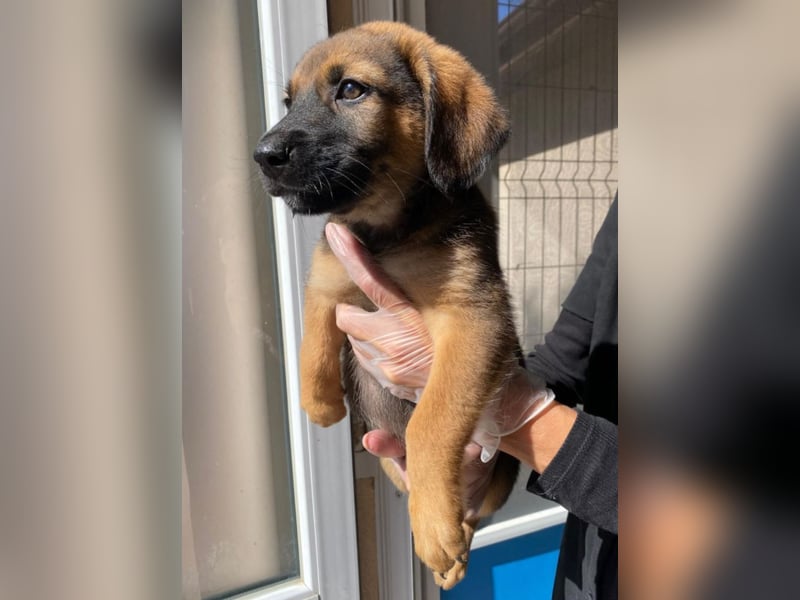 Welpenbub Carlchen liebt Menschen. Wo sind seine?