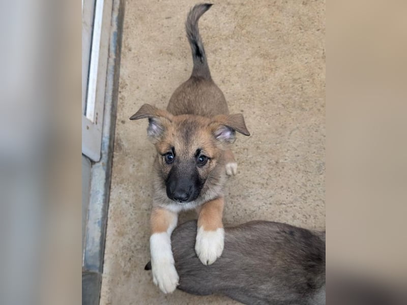 Fröhlicher Sonnenschein Lisa sucht ihre Sonne!