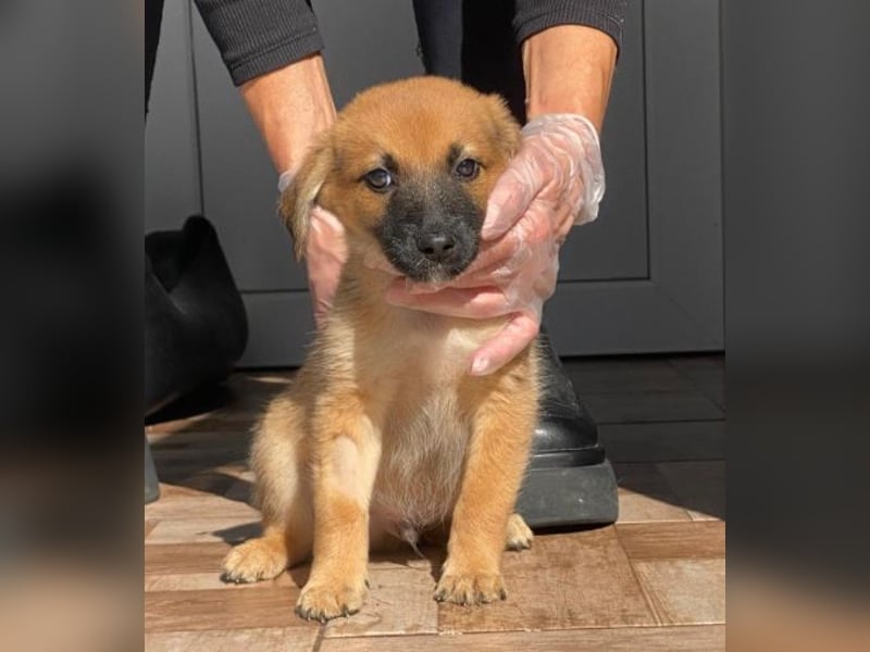 Welpenbub Mocca möchte gerne eine Familie ♥️