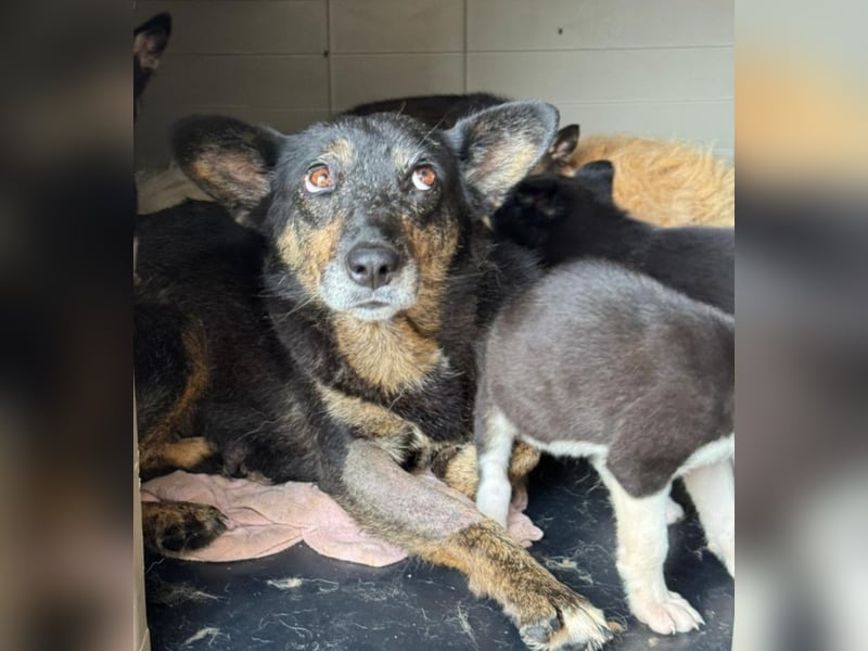 Charlie - liebevolle Mama