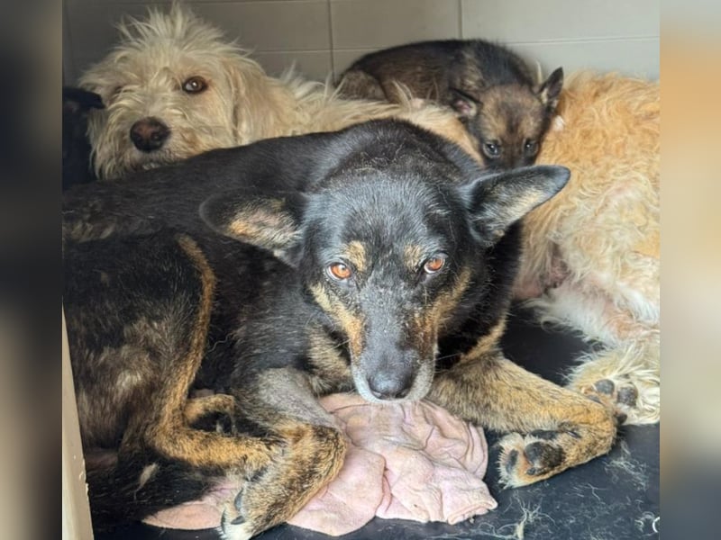 Charlie - liebevolle Mama