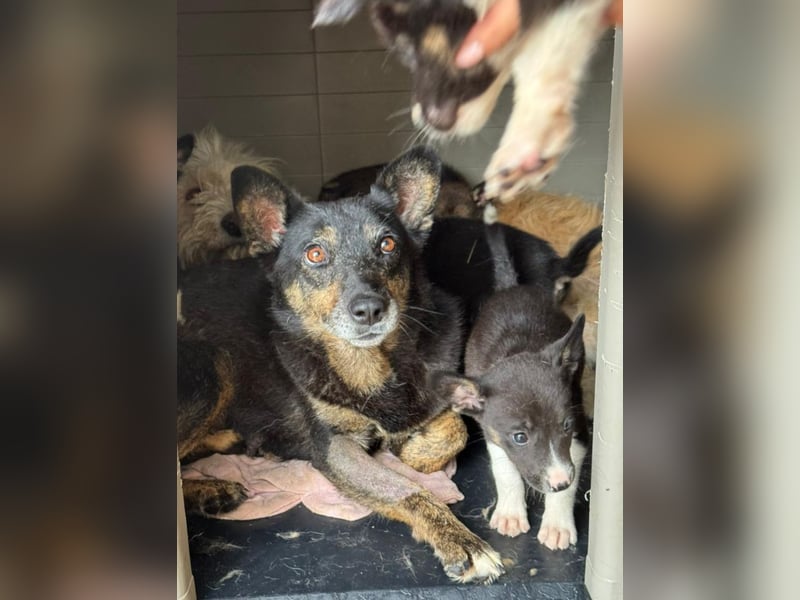 Charlie - liebevolle Mama