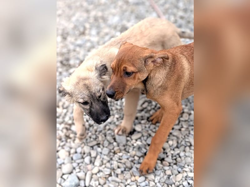 Liebes Welpenmädchen Yuba sucht ihre Menschen 