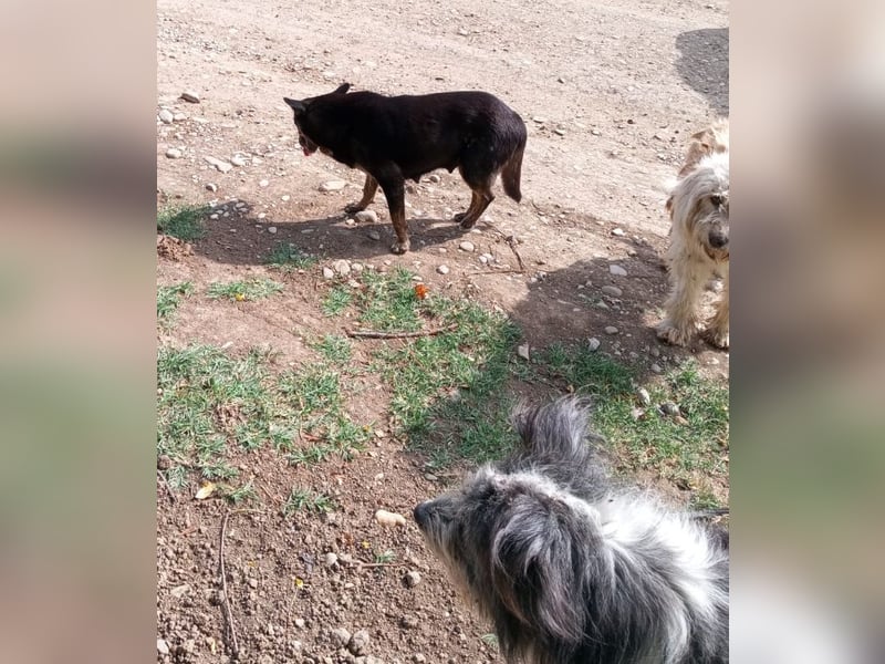 Charlie - liebevolle Mama