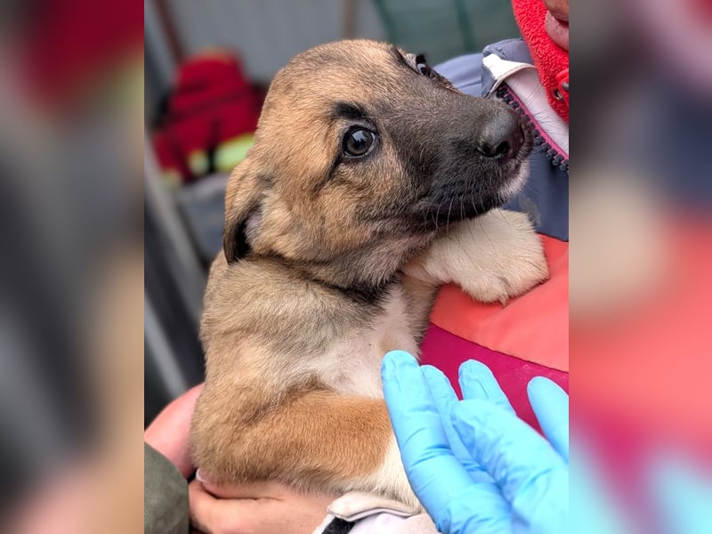 Fröhlicher Sonnenschein Lisa sucht ihre Sonne!