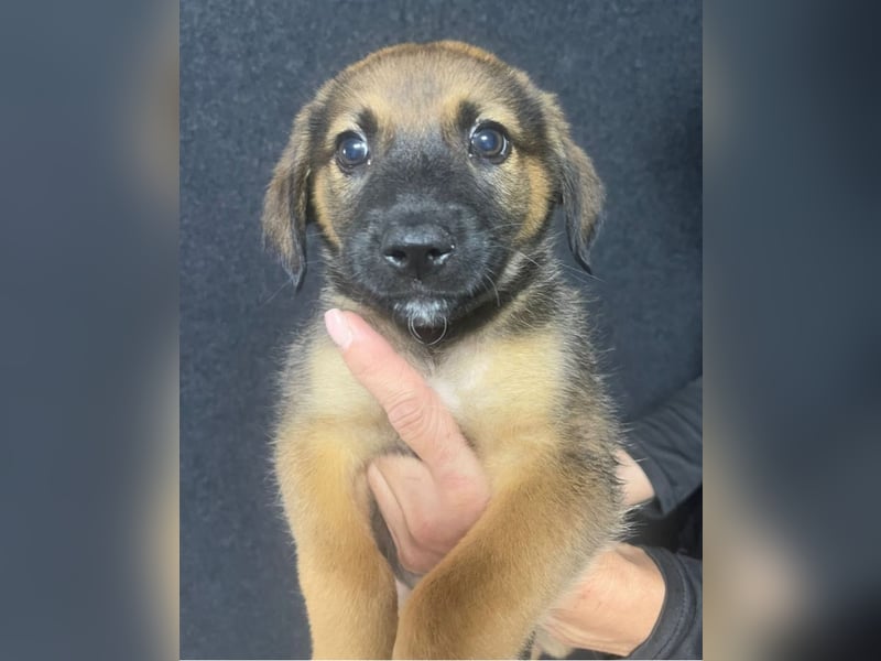 Welpenbub Carlchen liebt Menschen. Wo sind seine?