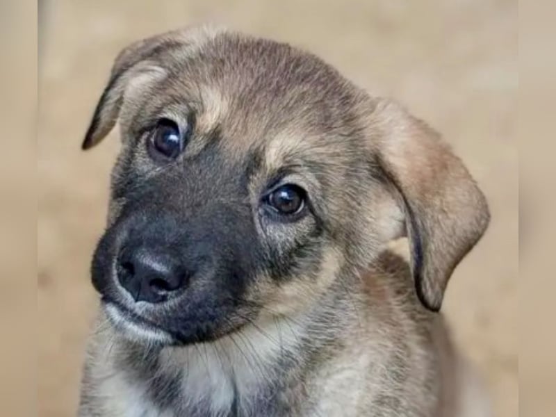 Schelmische, fröhliche Skadi sucht  ♥️