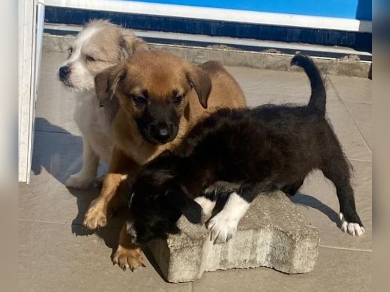 Wie wem darf Welpenmädchen Winnie ankommen?