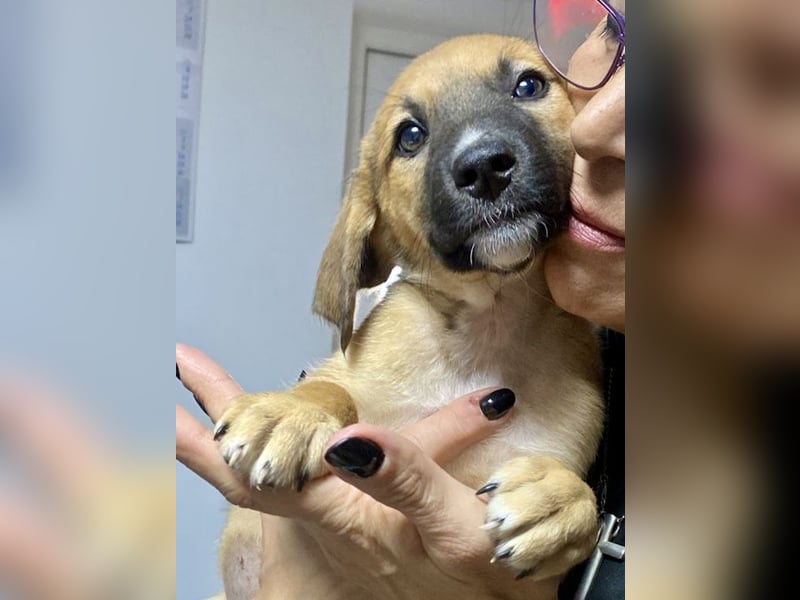 Wie wem darf Welpenmädchen Winnie ankommen?