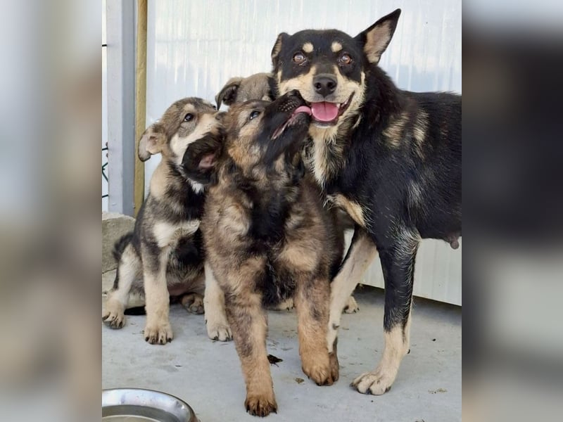 Ayla - fein und sensibel