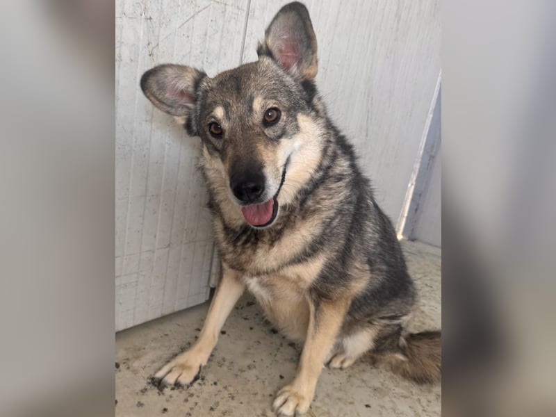 Lotti - zarte Seele sucht ihre Menschen ❤️