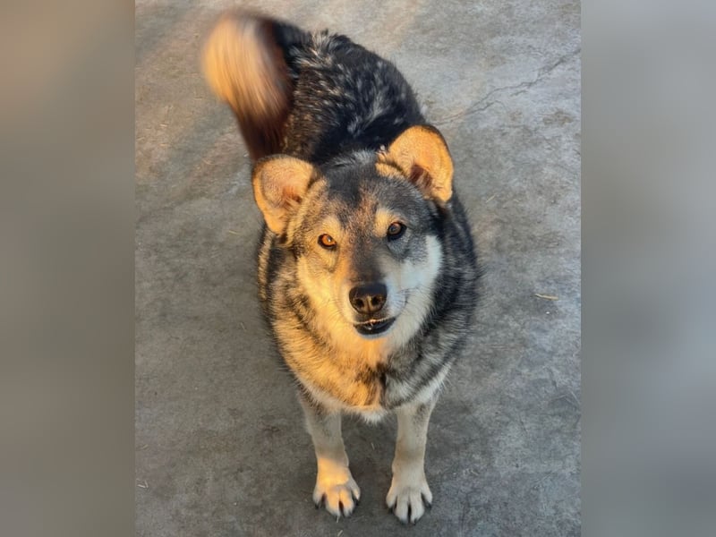 Lotti - zarte Seele sucht ihre Menschen ❤️