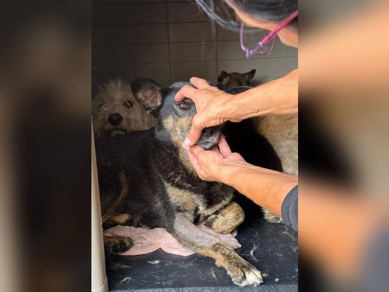 Charlie - liebevolle Mama