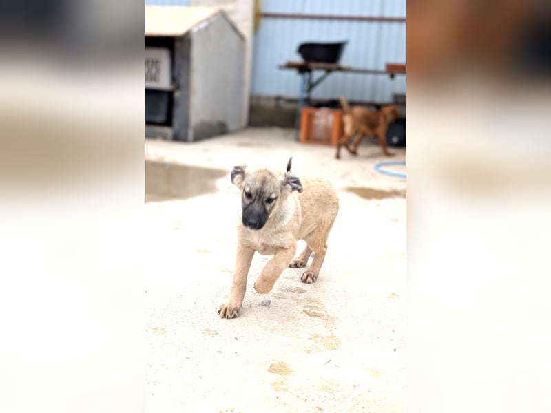 Liebes Welpenmädchen Yuba sucht ihre Menschen 