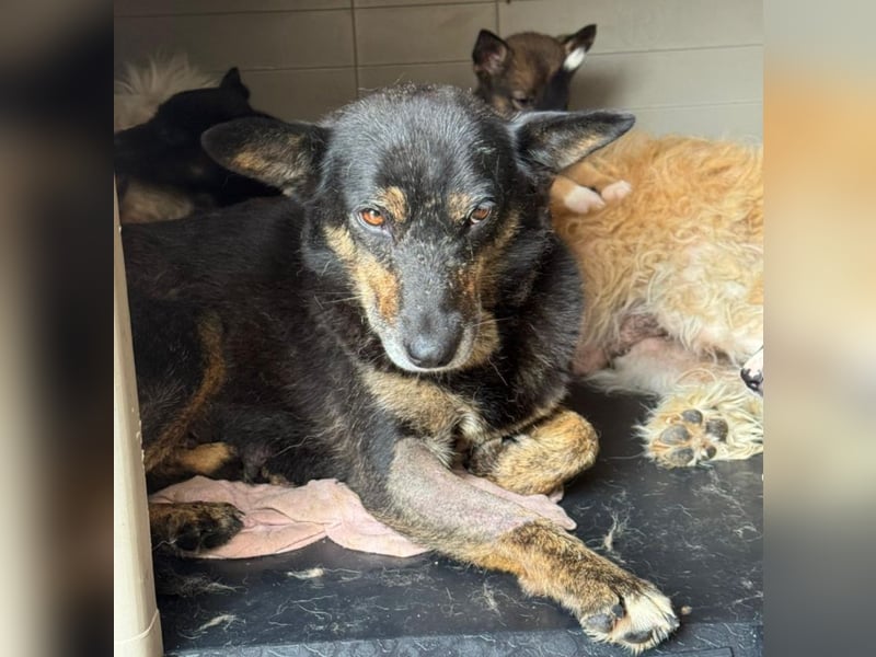 Charlie - liebevolle Mama