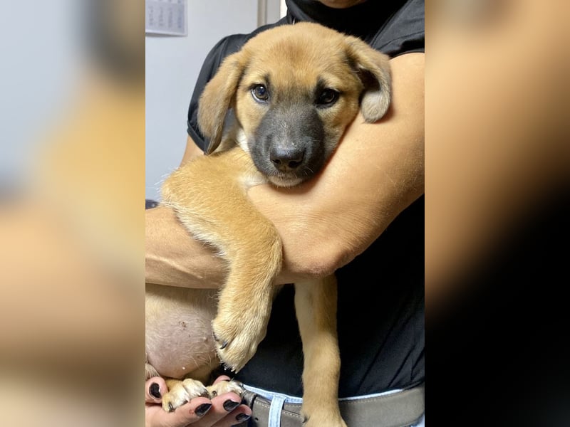 Wie wem darf Welpenmädchen Winnie ankommen?