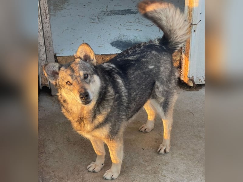 Lotti - zarte Seele sucht ihre Menschen ❤️