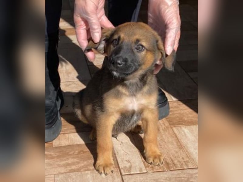 Welpenbub Carlchen liebt Menschen. Wo sind seine?