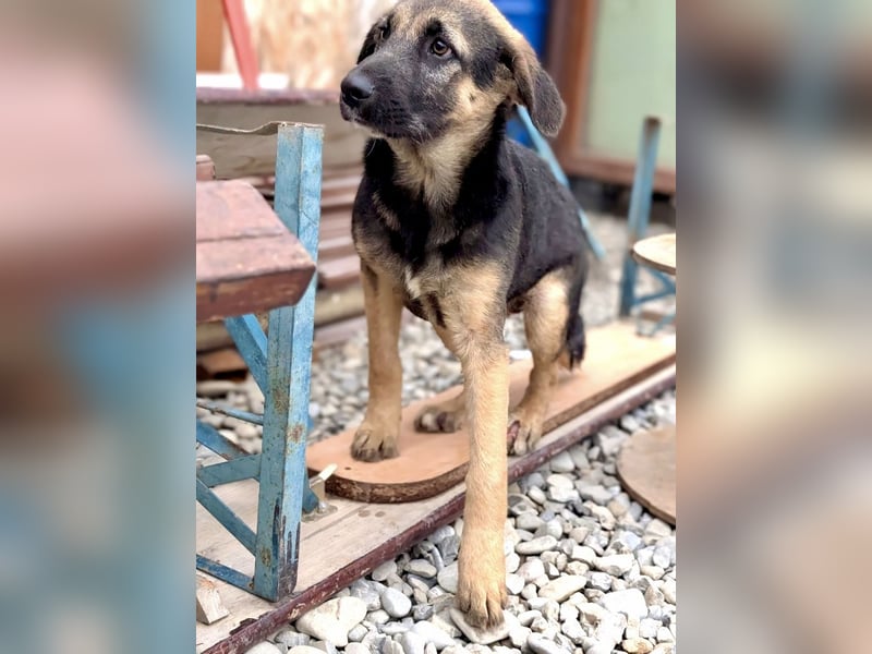 Schmusiges Welpenmädchen Alma ♥️