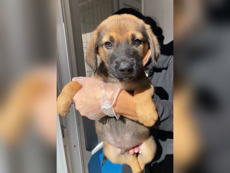 Welpenbub Carlchen liebt Menschen. Wo sind seine?