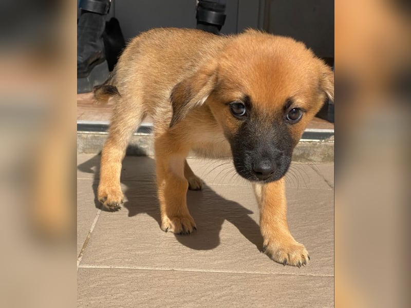 Welpenbub Mocca möchte gerne eine Familie ♥️