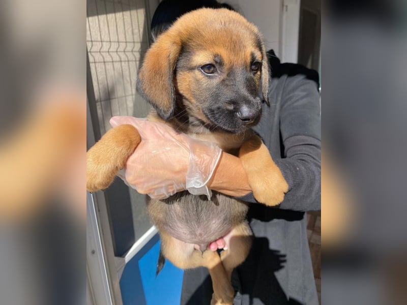 Welpenbub Carlchen liebt Menschen. Wo sind seine?