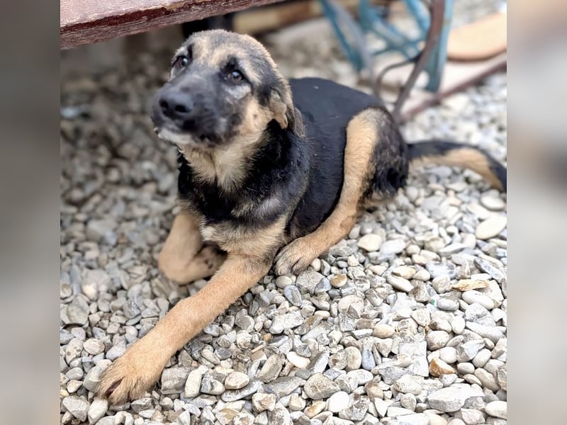 Schmusiges Welpenmädchen Alma ♥️