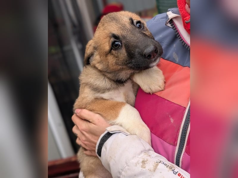 Fröhlicher Sonnenschein Lisa sucht ihre Sonne!