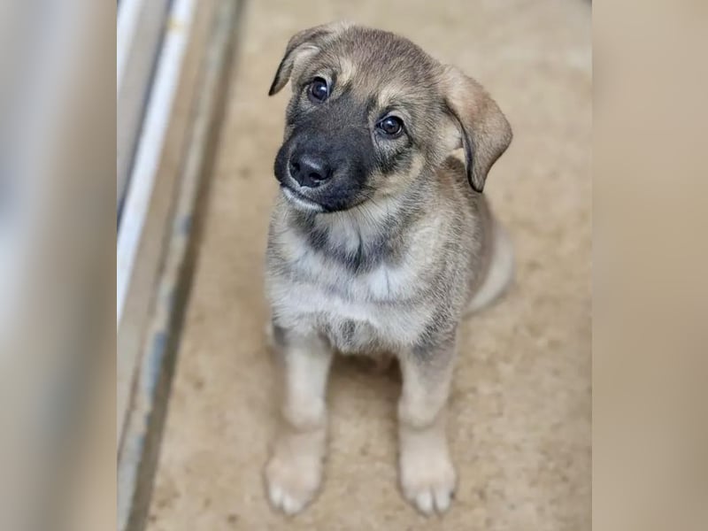 Schelmische, fröhliche Skadi sucht  ♥️