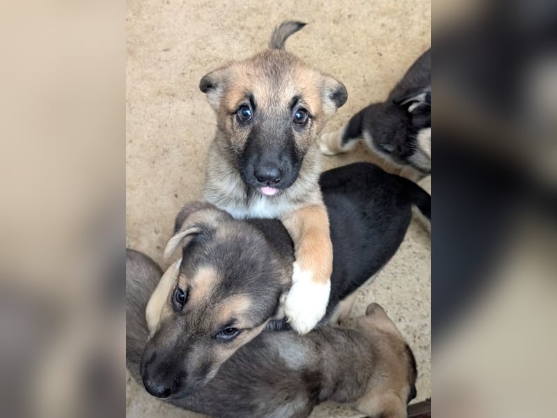 Fröhlicher Sonnenschein Lisa sucht ihre Sonne!