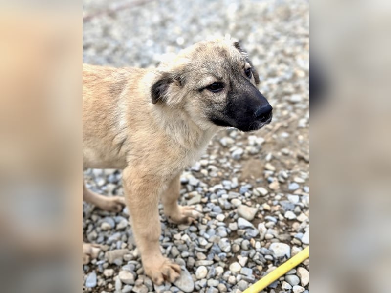 Liebes Welpenmädchen Yuba sucht ihre Menschen 