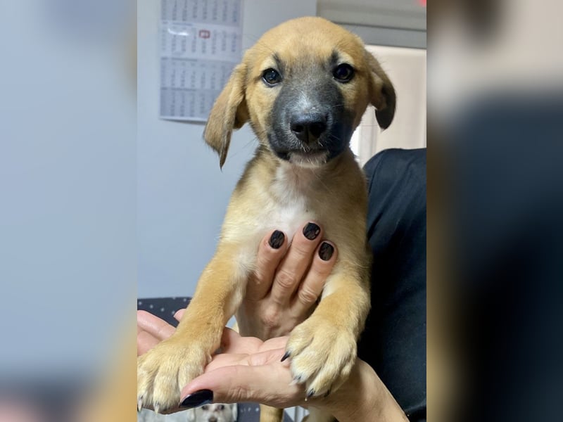 Wie wem darf Welpenmädchen Winnie ankommen?