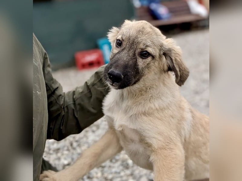 Liebes Welpenmädchen Yuba sucht ihre Menschen 