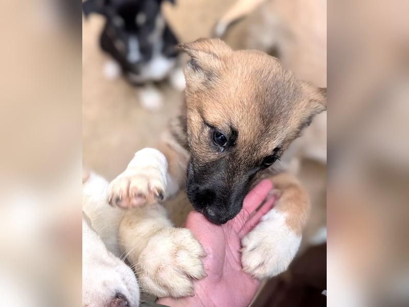 Fröhlicher Sonnenschein Lisa sucht ihre Sonne!