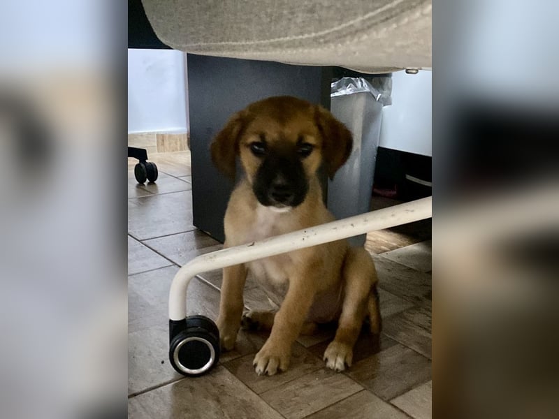 Wie wem darf Welpenmädchen Winnie ankommen?