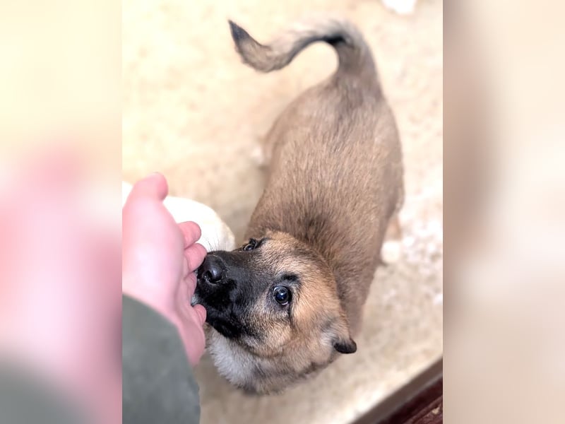 Fröhlicher Sonnenschein Lisa sucht ihre Sonne!