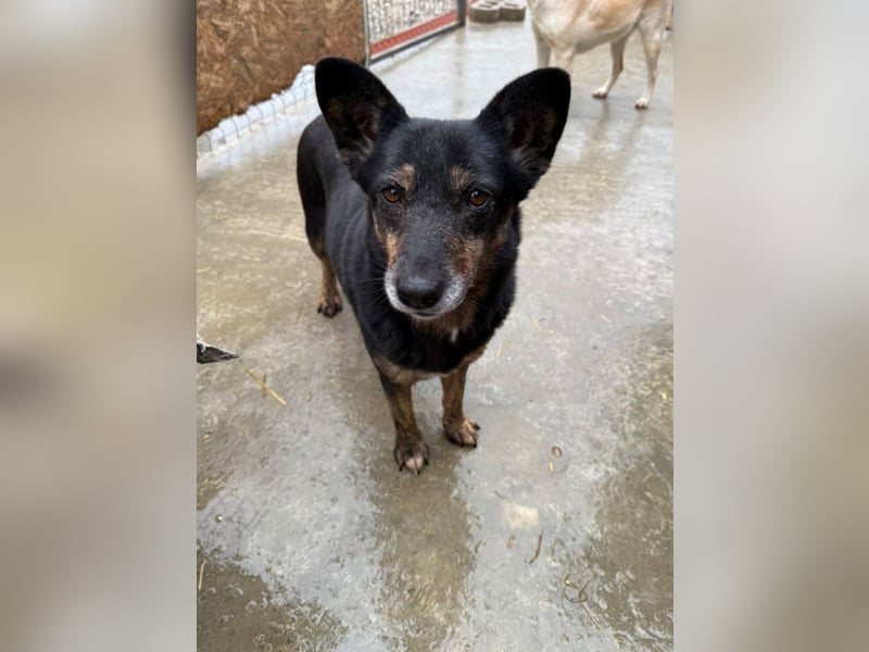 Charlie - liebevolle Mama