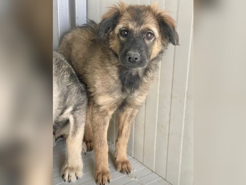 Ayla - fein und sensibel